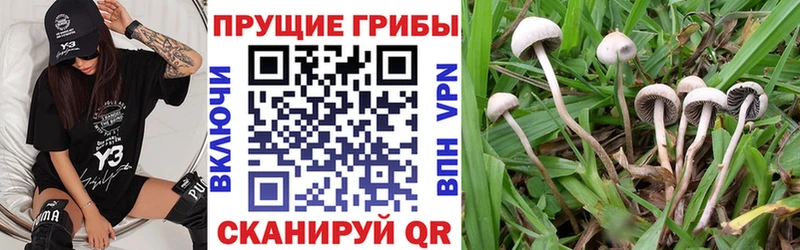 Галлюциногенные грибы мухоморы  Высоцк 